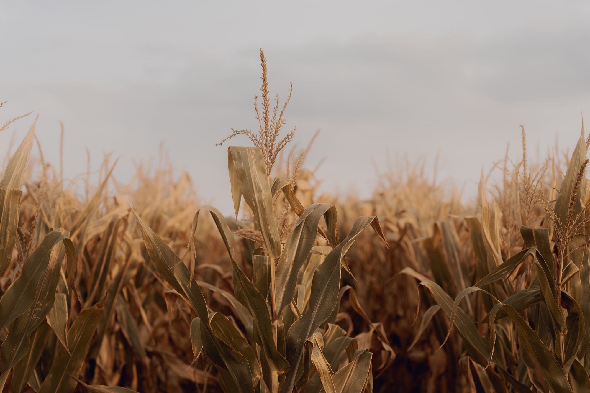 sesja slubna w kukurydzy00001 - Sesja boho na polu kukurydzy