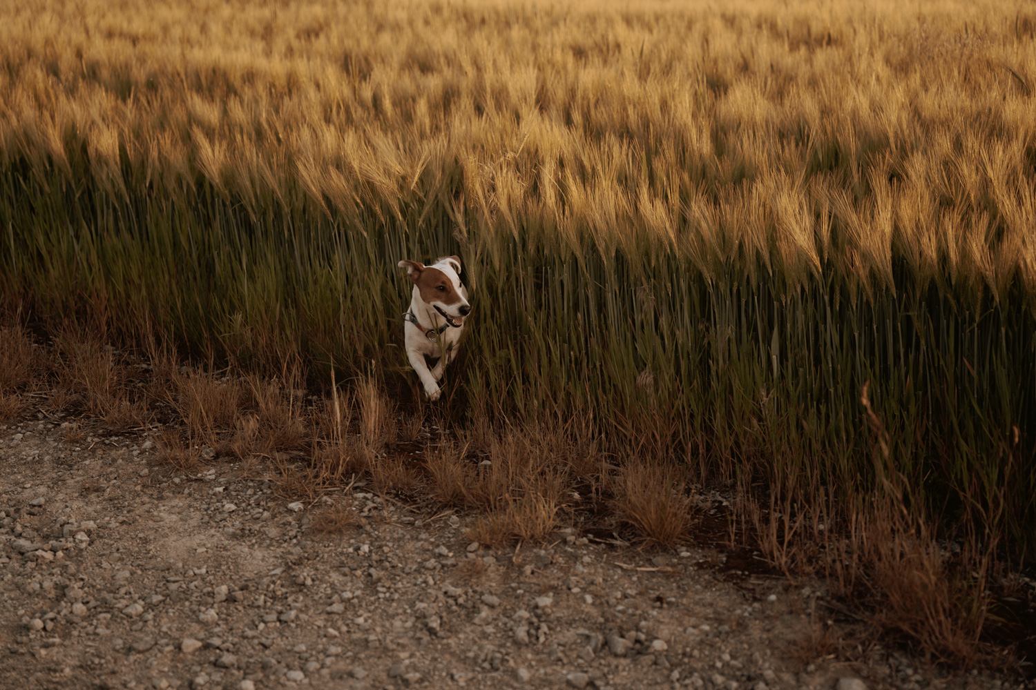 sesja narzeczenska kielce00005 - Sesja narzeczeńska Kielce