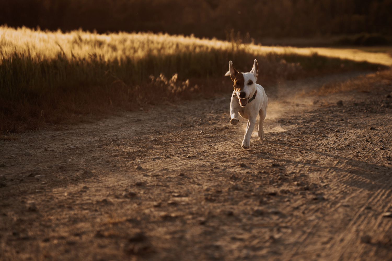 sesja narzeczenska kielce00016 - Sesja narzeczeńska Kielce
