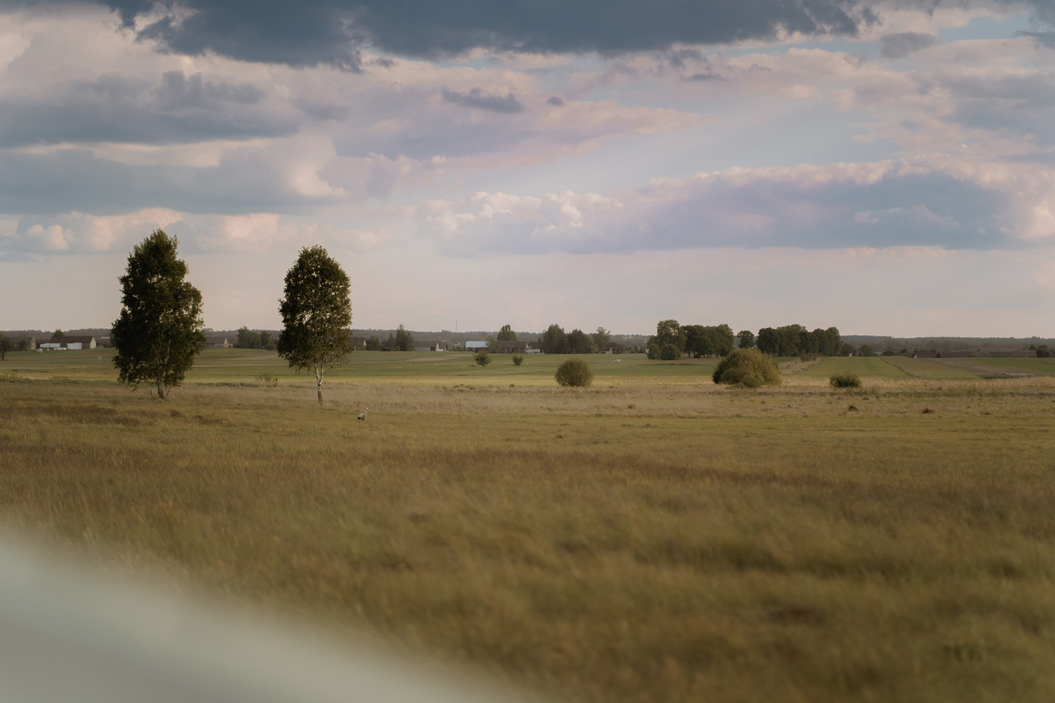 sesja ciazowa kielce00001 - Sesja ciążowa na łące