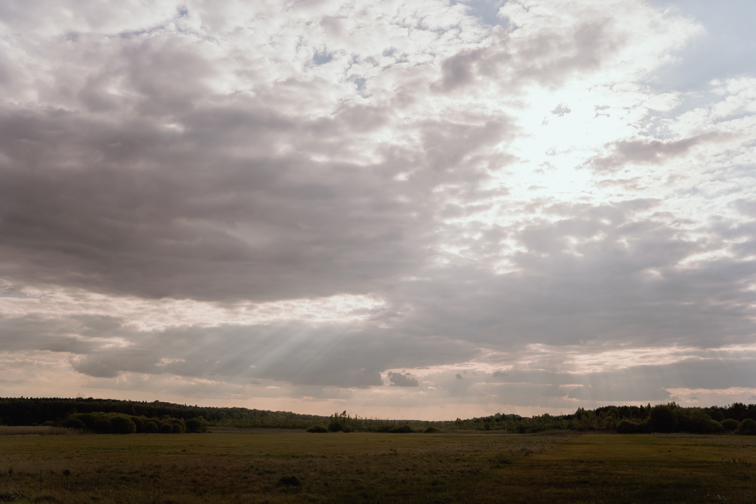 sesja ciazowa kielce00036 - Sesja ciążowa na łące