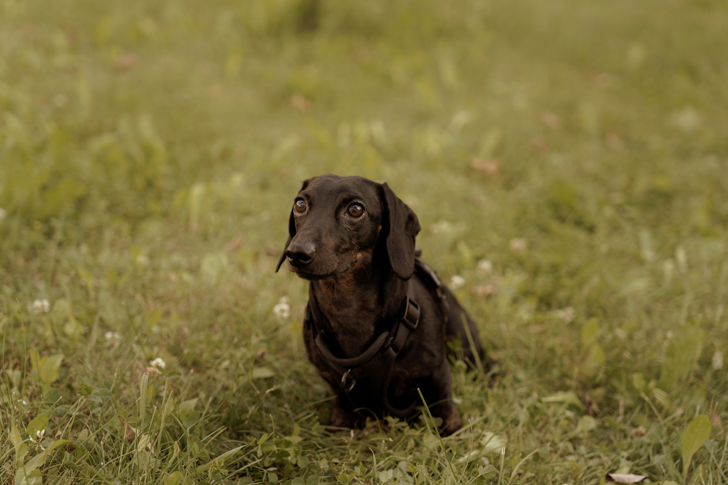 sesja narzeczenska w kielcach00010 - Sesja narzeczeńska w Kielcach